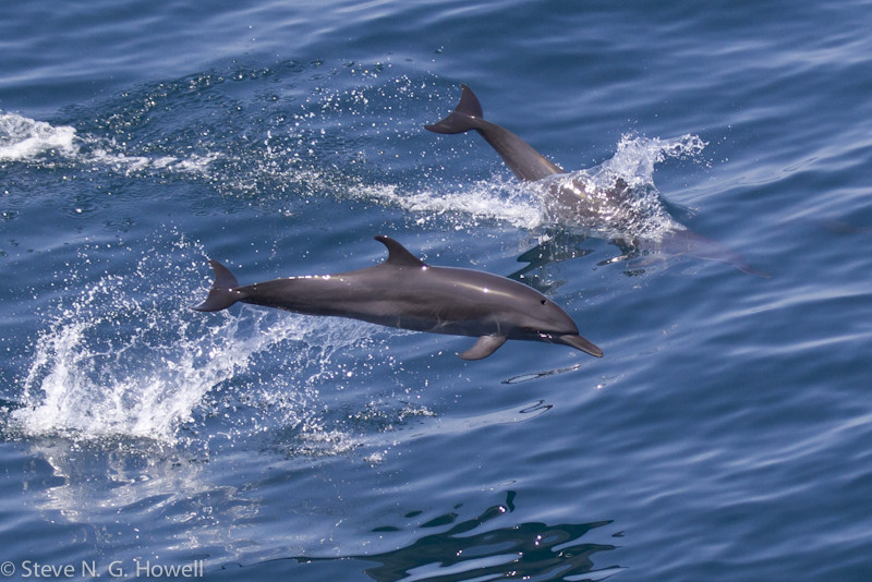 … and Pantropical Spotted Dolphins.  Credit: Steve Howell